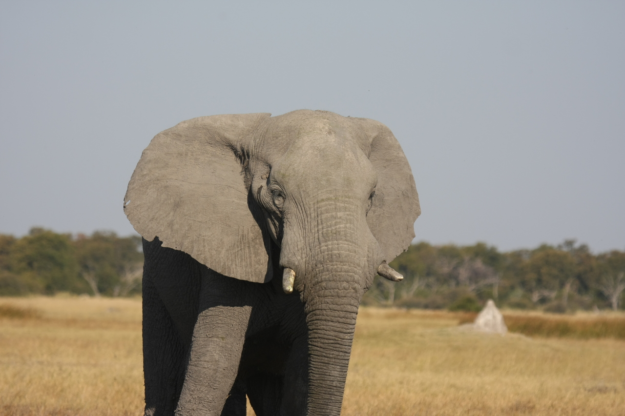 [24900] 2016_06_30_10_00_08_Africa_Canon_EOS_40D_IMG__00671.jpg