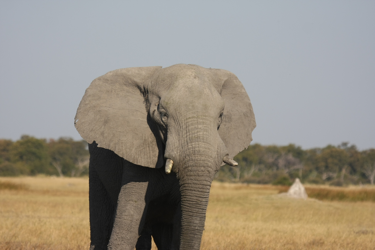 [24907] 2016_06_30_10_00_08_Africa_Canon_EOS_40D_IMG__11845.jpg