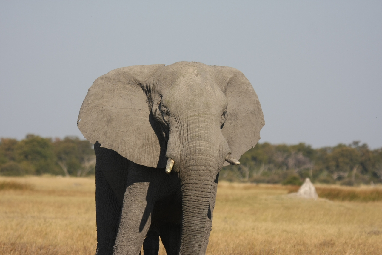 [24909] 2016_06_30_10_00_09_Africa_Canon_EOS_40D_IMG__04399.jpg