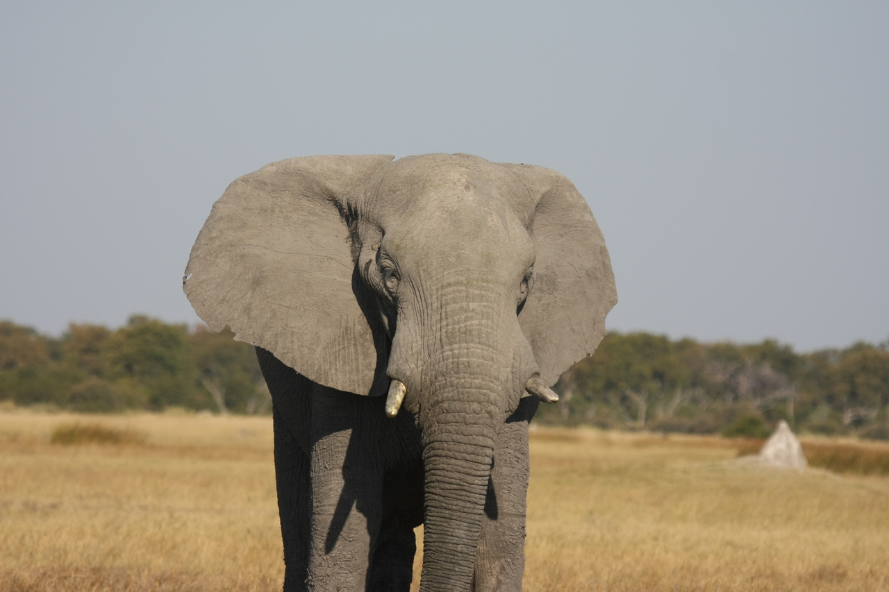 [24920] 2016_06_30_10_00_15_Africa_Canon_EOS_40D_IMG__11848.jpg