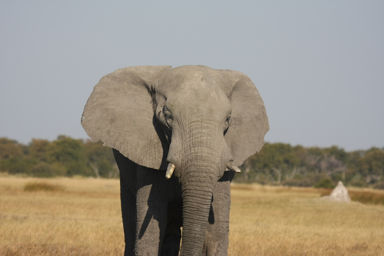 [24921] 2016_06_30_10_00_15_Africa_Canon_EOS_40D_IMG__11849.jpg