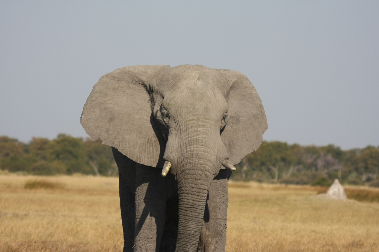 [24922] 2016_06_30_10_00_15_Africa_Canon_EOS_40D_IMG__11850.jpg