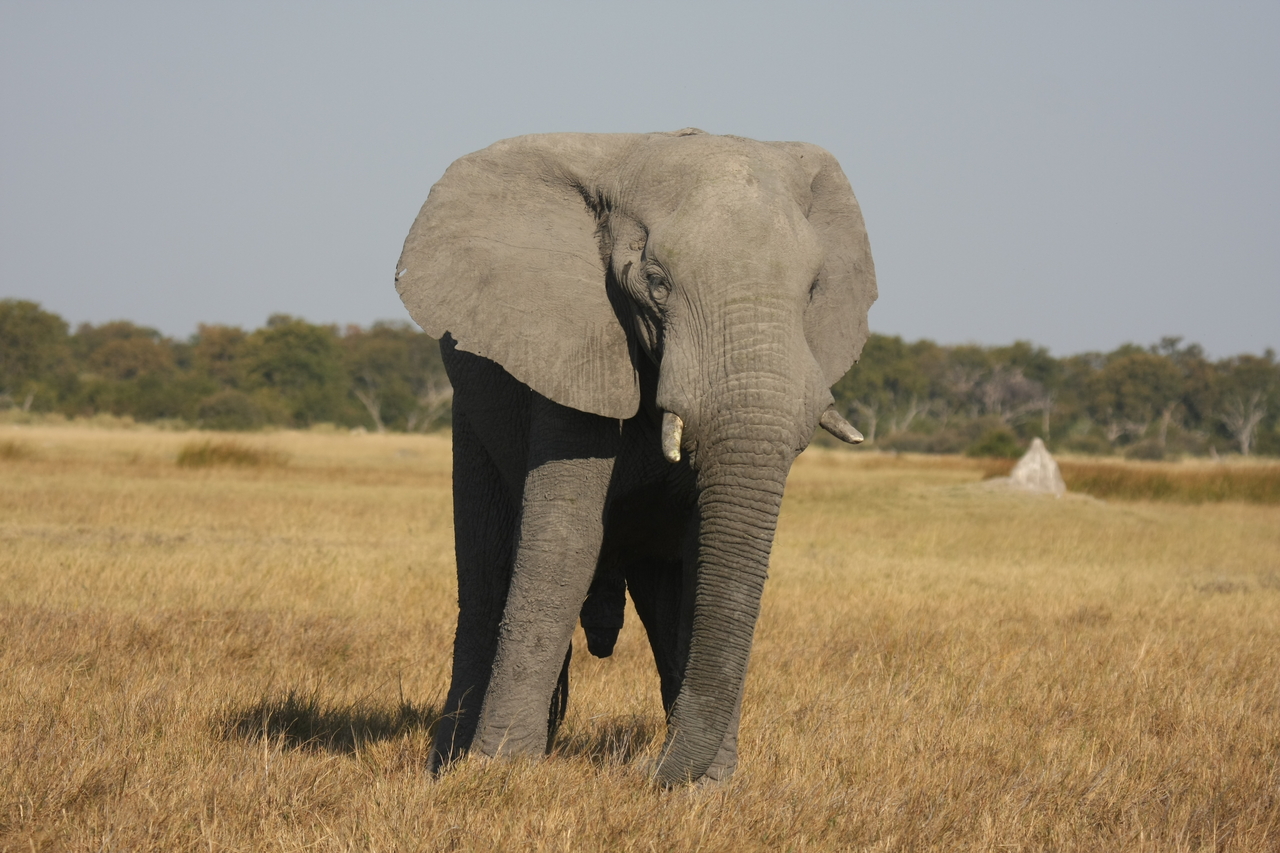 [24923] 2016_06_30_10_00_29_Africa_Canon_EOS_40D_IMG__00678.jpg