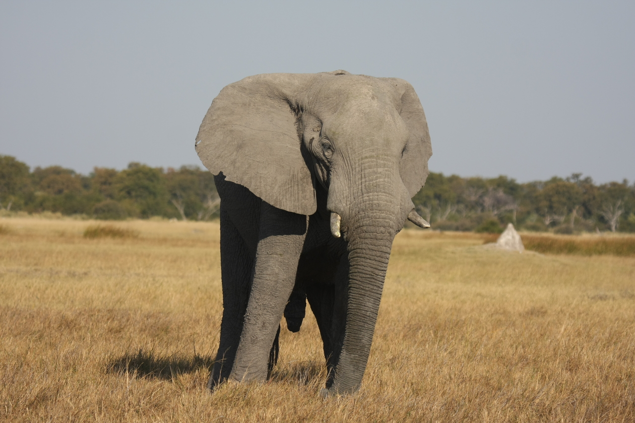 [24925] 2016_06_30_10_00_29_Africa_Canon_EOS_40D_IMG__00681.jpg