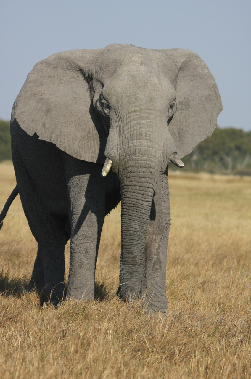 [24932] 2016_06_30_10_01_05_Africa_Canon_EOS_40D_IMG__00682.jpg