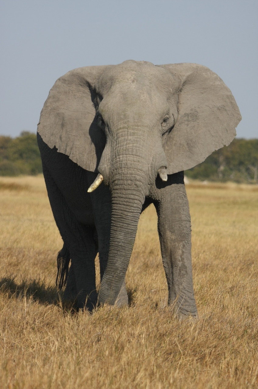 [24938] 2016_06_30_10_01_14_Africa_Canon_EOS_40D_IMG__04409.jpg