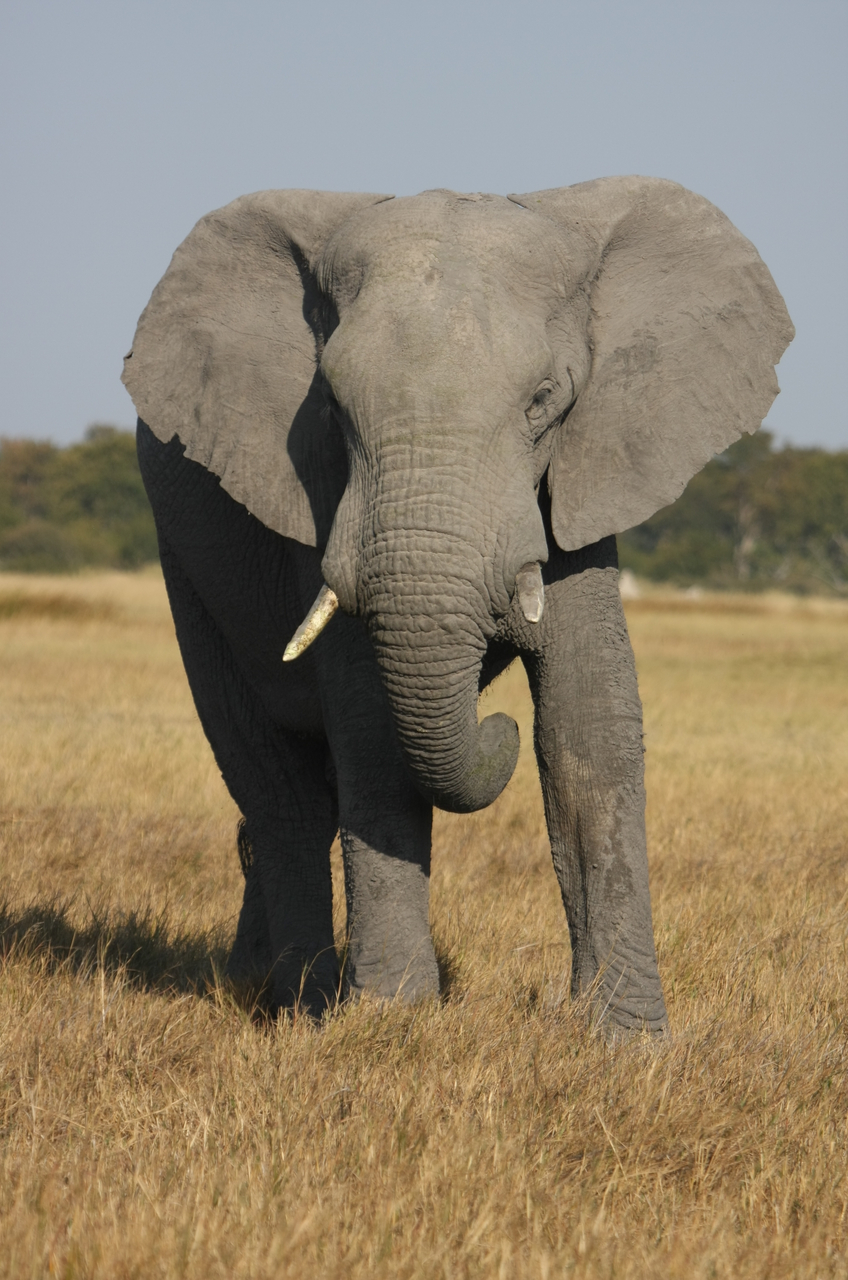 [24940] 2016_06_30_10_01_14_Africa_Canon_EOS_40D_IMG__04411.jpg