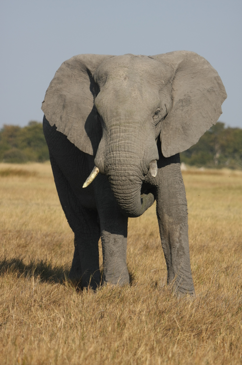 [24948] 2016_06_30_10_01_15_Africa_Canon_EOS_40D_IMG__11859.jpg