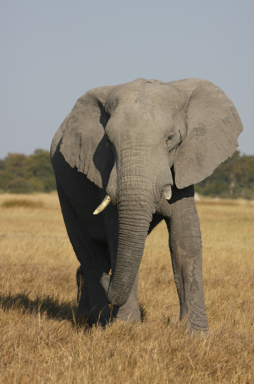 [24957] 2016_06_30_10_01_19_Africa_Canon_EOS_40D_IMG__11862.jpg