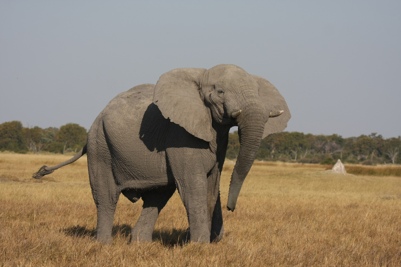 [24966] 2016_06_30_10_01_33_Africa_Canon_EOS_40D_IMG__11866.jpg