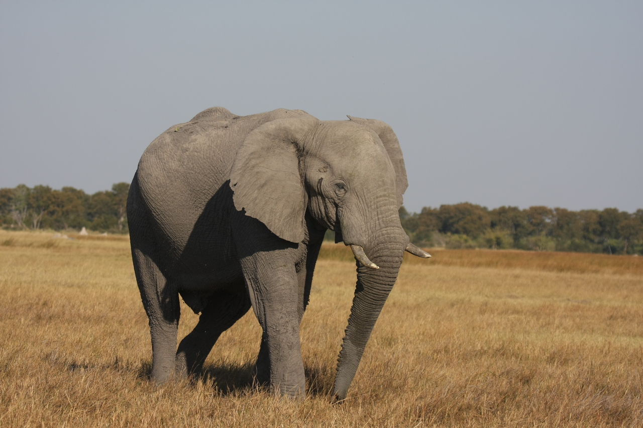 [24975] 2016_06_30_10_01_37_Africa_Canon_EOS_40D_IMG__00698.jpg