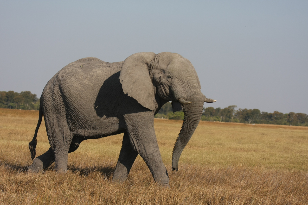 [24983] 2016_06_30_10_01_46_Africa_Canon_EOS_40D_IMG__00700.jpg