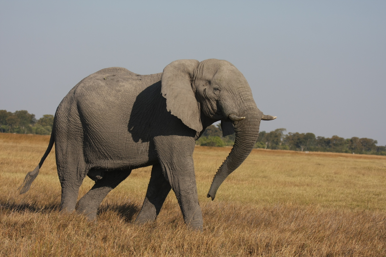 [24984] 2016_06_30_10_01_46_Africa_Canon_EOS_40D_IMG__00701.jpg