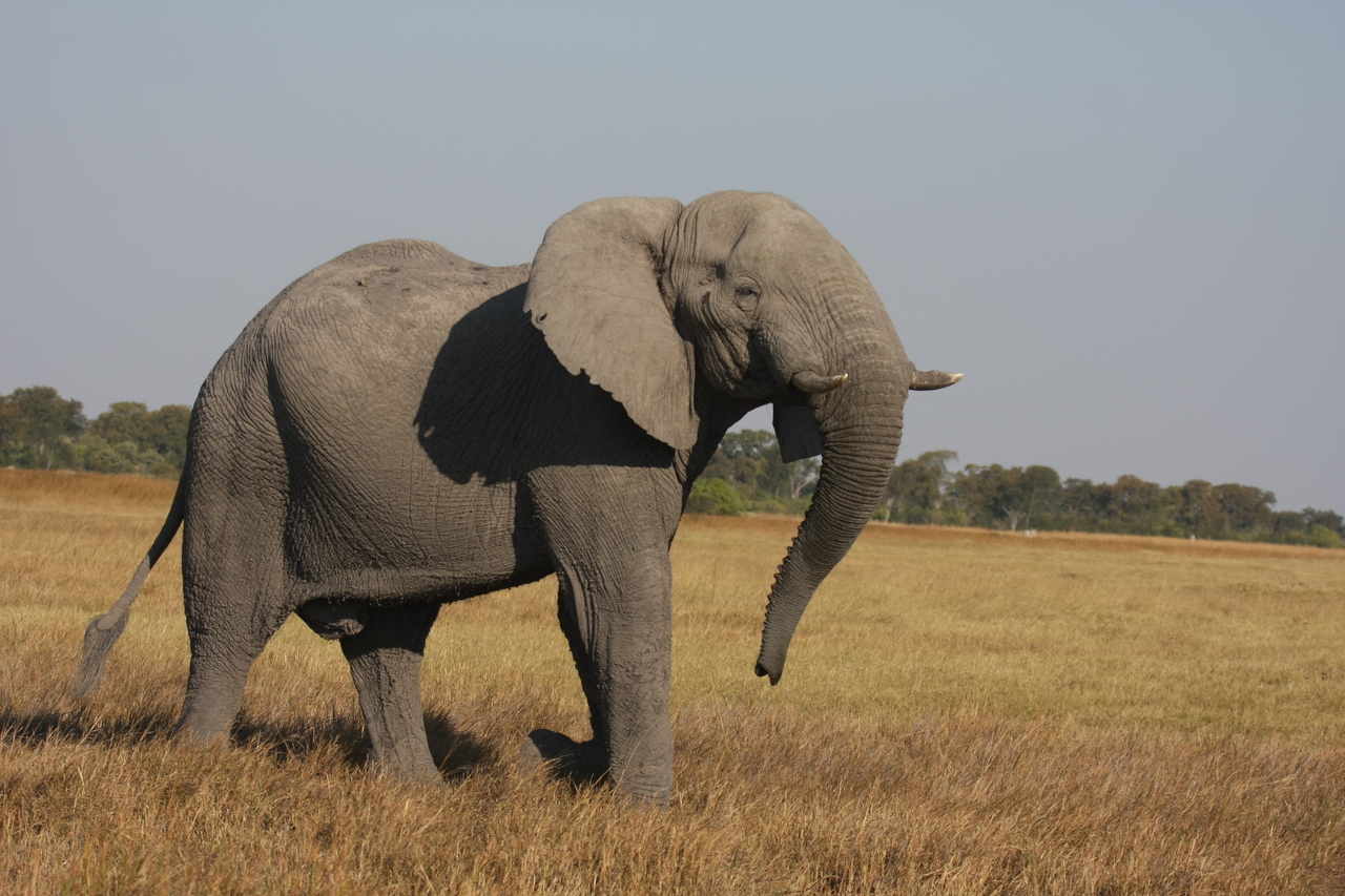 [24985] 2016_06_30_10_01_46_Africa_Canon_EOS_40D_IMG__00703.jpg