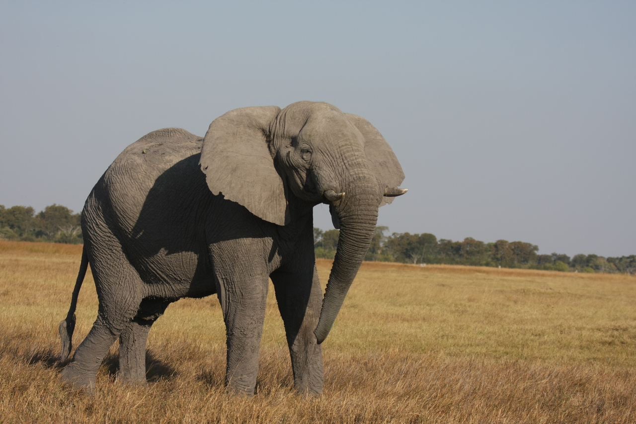 [24994] 2016_06_30_10_01_47_Africa_Canon_EOS_40D_IMG__00706.jpg