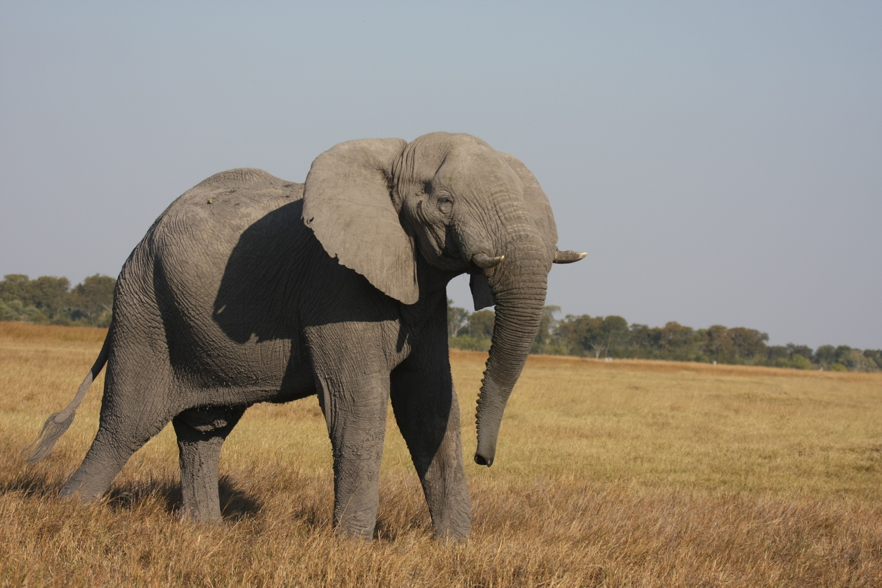 [24999] 2016_06_30_10_01_47_Africa_Canon_EOS_40D_IMG__11878.jpg