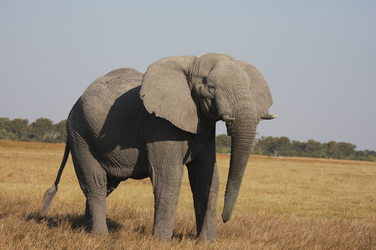 [25007] 2016_06_30_10_01_51_Africa_Canon_EOS_40D_IMG__04434.jpg