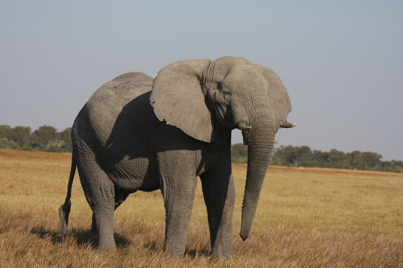 [25008] 2016_06_30_10_01_51_Africa_Canon_EOS_40D_IMG__04435.jpg