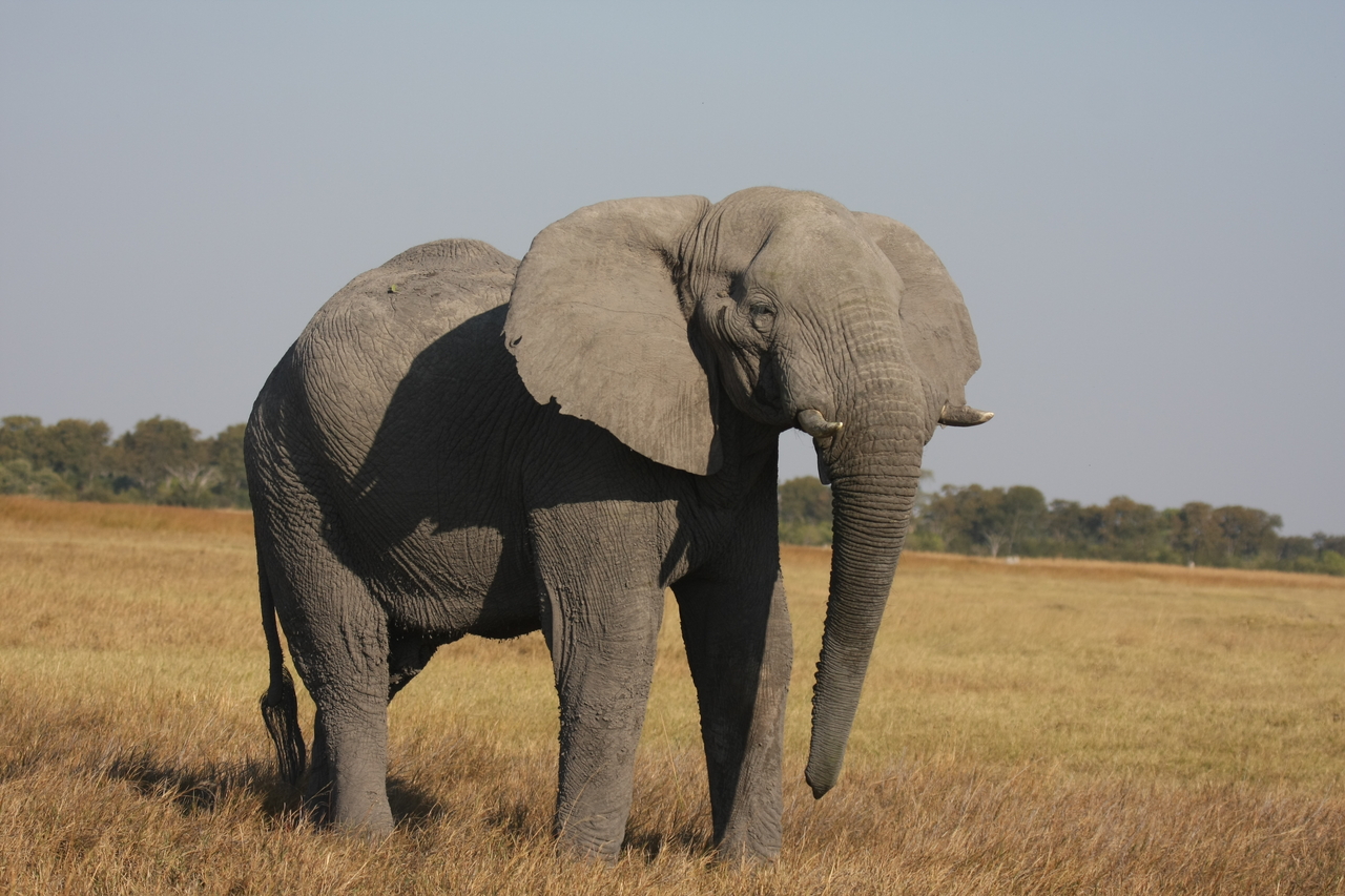 [25014] 2016_06_30_10_01_52_Africa_Canon_EOS_40D_IMG__04437.jpg