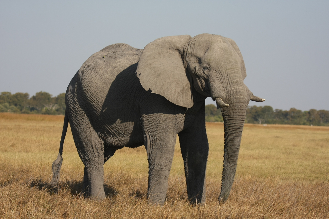 [25019] 2016_06_30_10_01_59_Africa_Canon_EOS_40D_IMG__04438.jpg