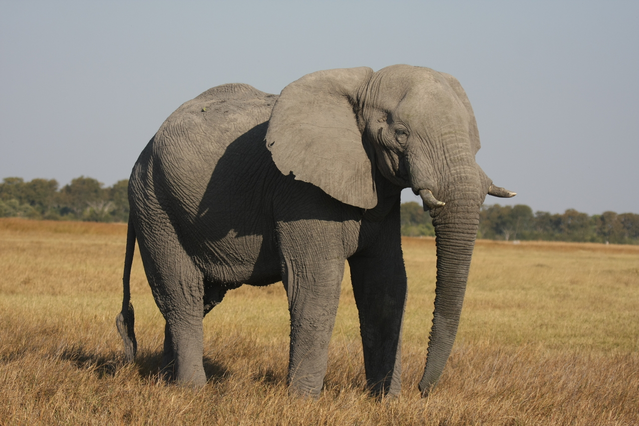 [25020] 2016_06_30_10_01_59_Africa_Canon_EOS_40D_IMG__04440.jpg