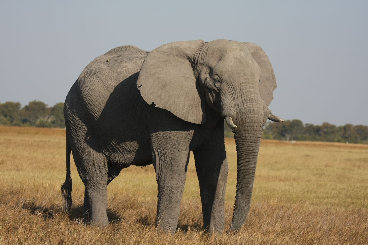 [25028] 2016_06_30_10_02_04_Africa_Canon_EOS_40D_IMG__04443.jpg