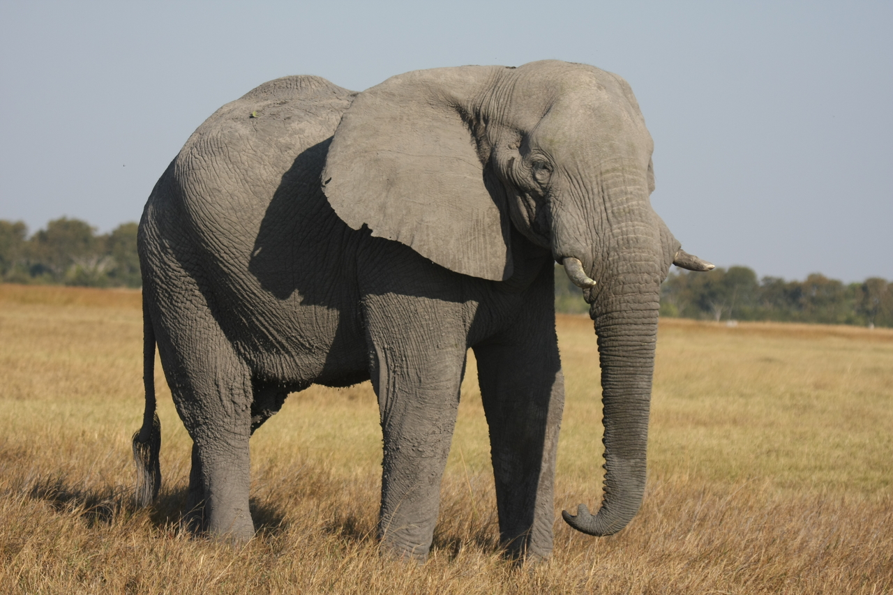 [25034] 2016_06_30_10_02_10_Africa_Canon_EOS_40D_IMG__04444.jpg