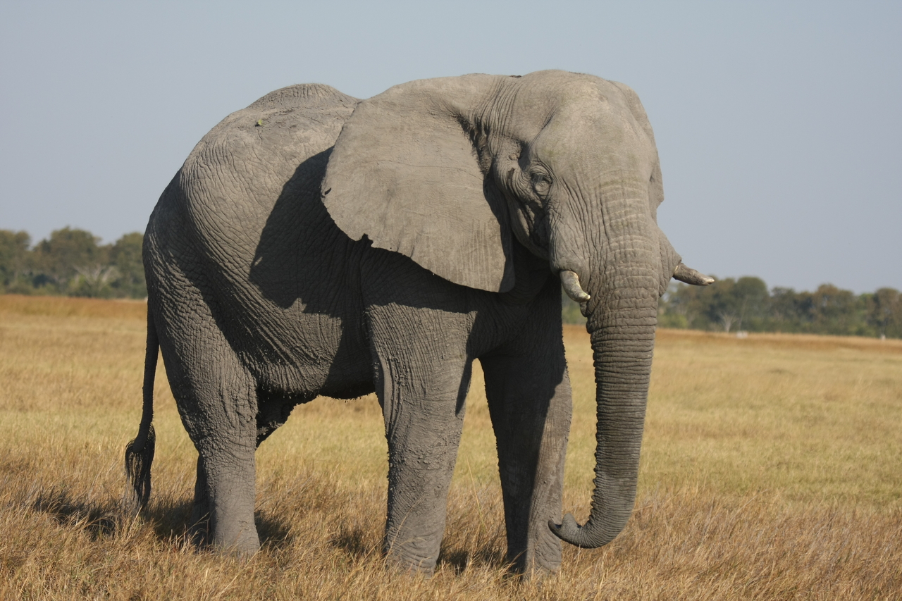 [25039] 2016_06_30_10_02_10_Africa_Canon_EOS_40D_IMG__11893.jpg