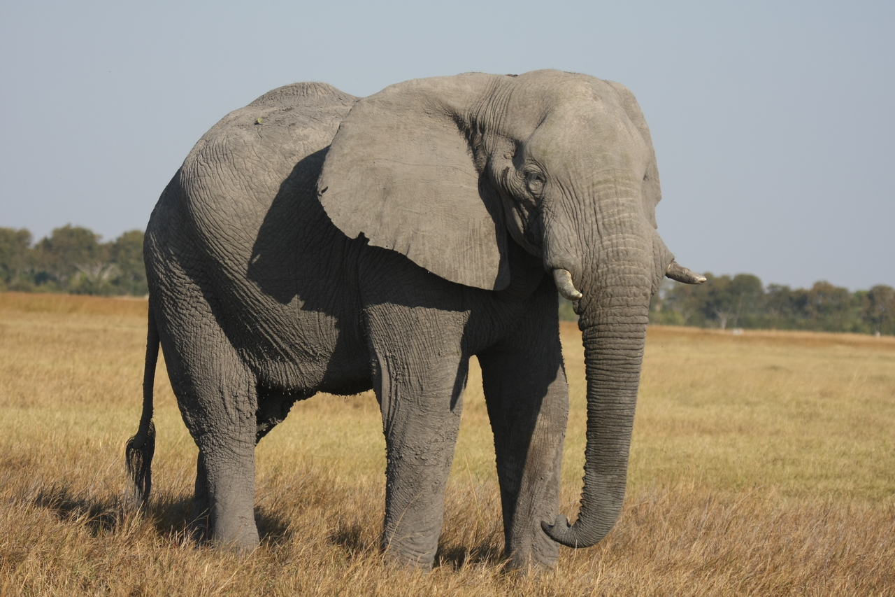 [25040] 2016_06_30_10_02_11_Africa_Canon_EOS_40D_IMG__00721.jpg