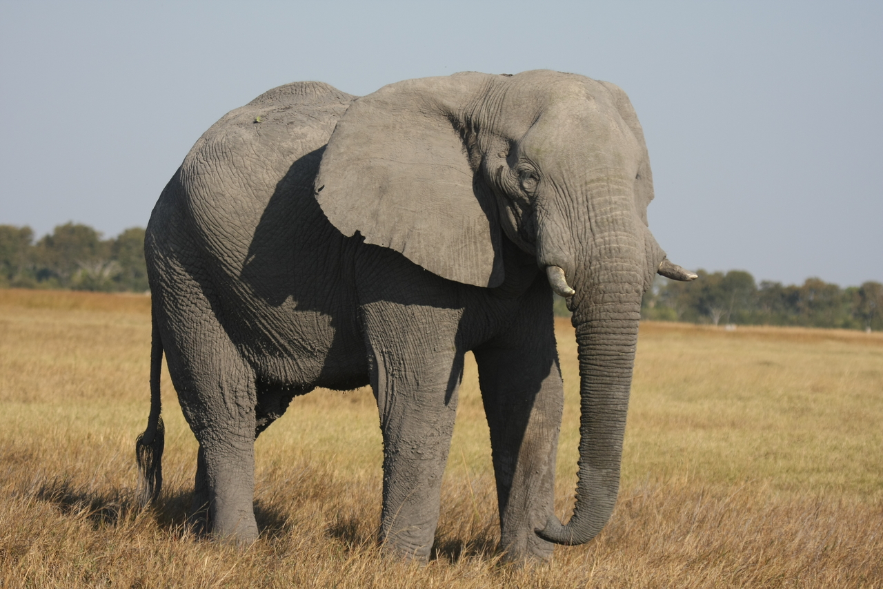 [25043] 2016_06_30_10_02_11_Africa_Canon_EOS_40D_IMG__04448.jpg