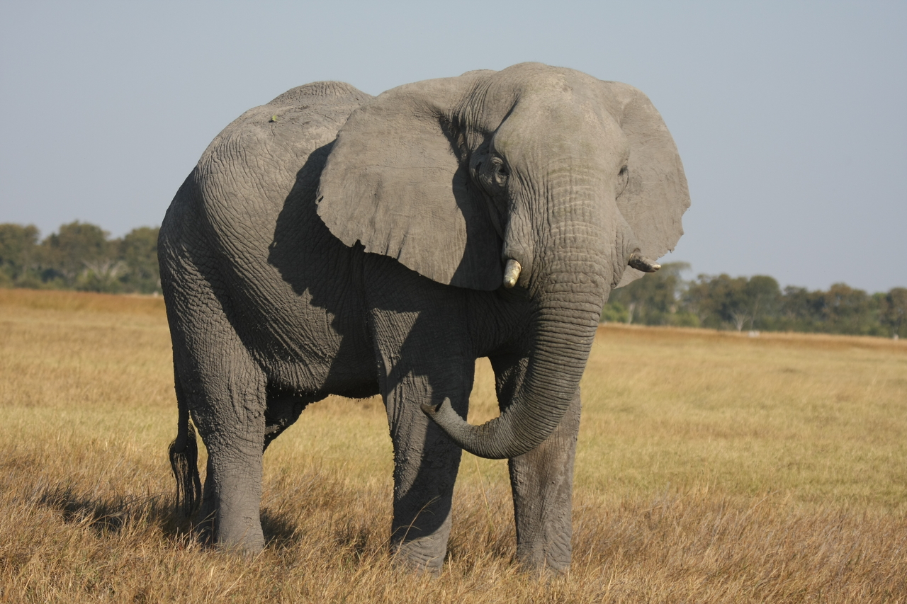 [25048] 2016_06_30_10_02_29_Africa_Canon_EOS_40D_IMG__00726.jpg