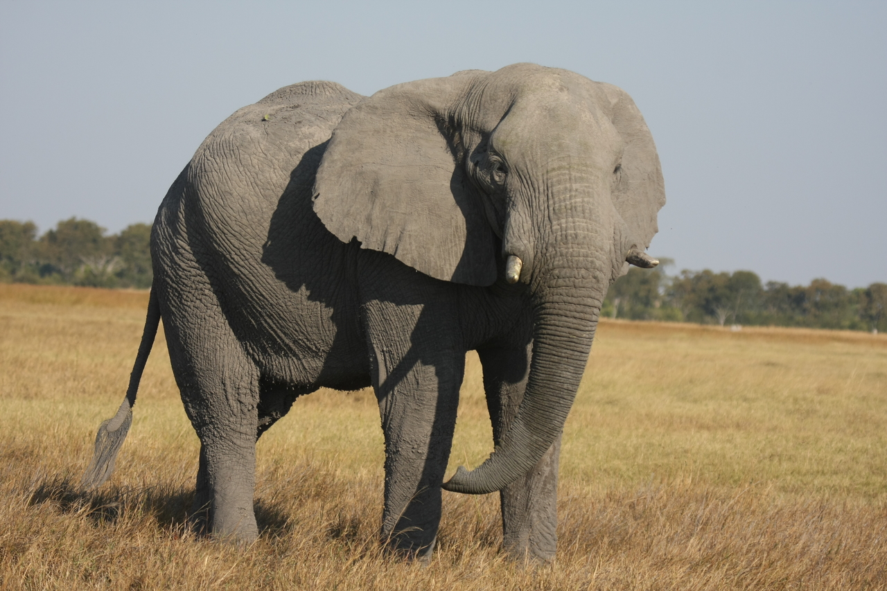 [25049] 2016_06_30_10_02_29_Africa_Canon_EOS_40D_IMG__04449.jpg