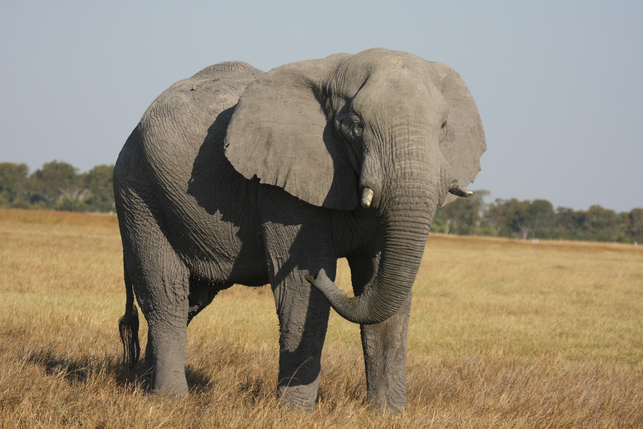 [25056] 2016_06_30_10_02_30_Africa_Canon_EOS_40D_IMG__04453.jpg