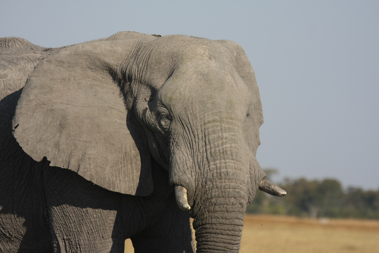 [25062] 2016_06_30_10_02_41_Africa_Canon_EOS_40D_IMG__04455.jpg