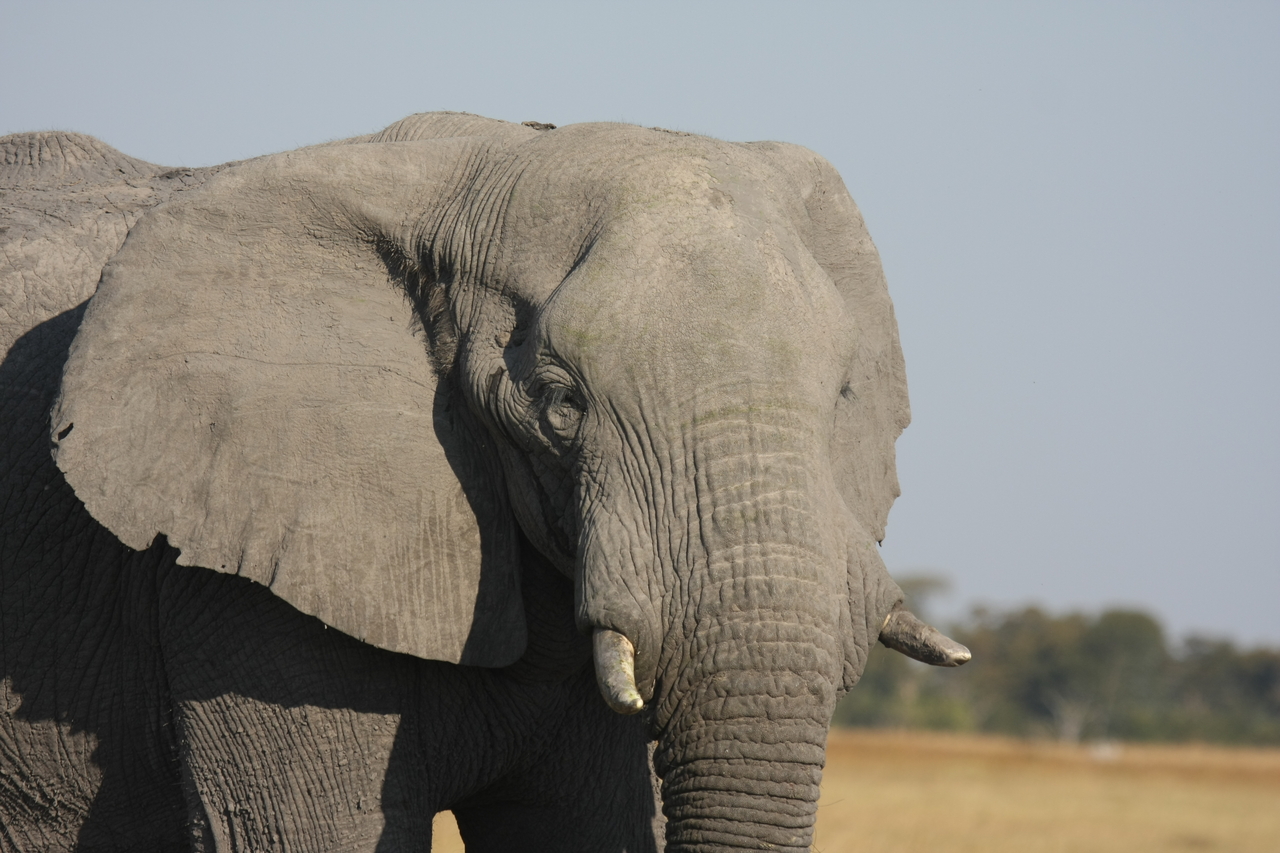 [25064] 2016_06_30_10_02_41_Africa_Canon_EOS_40D_IMG__11901.jpg