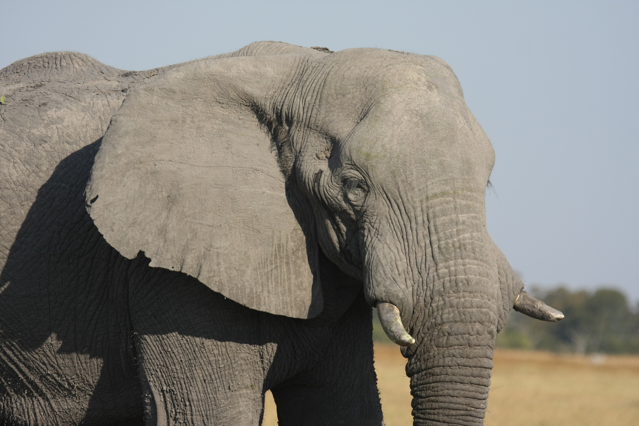 [25067] 2016_06_30_10_02_43_Africa_Canon_EOS_40D_IMG__00731.jpg