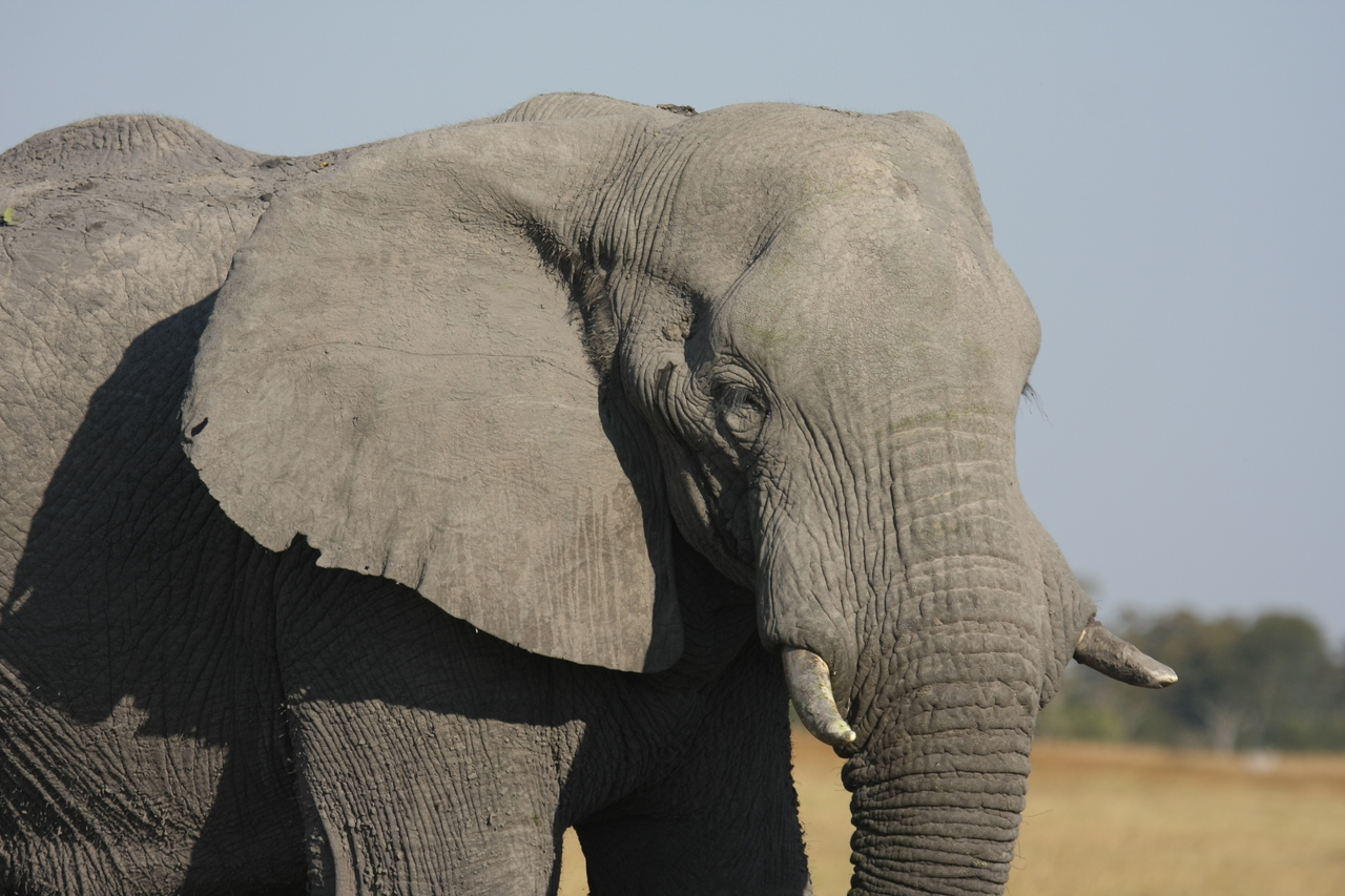 [25073] 2016_06_30_10_02_44_Africa_Canon_EOS_40D_IMG__04458.jpg