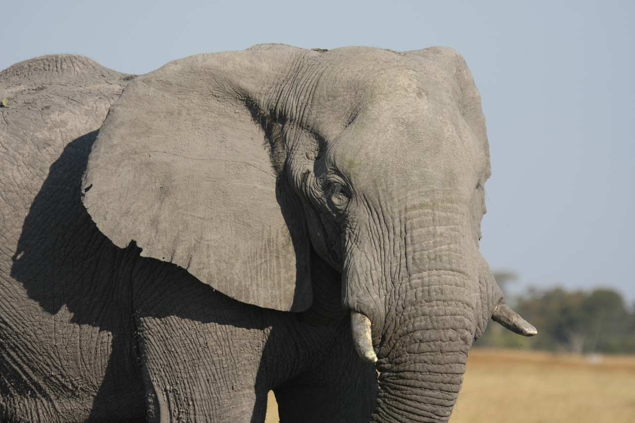 [25077] 2016_06_30_10_02_44_Africa_Canon_EOS_40D_IMG__11906.jpg