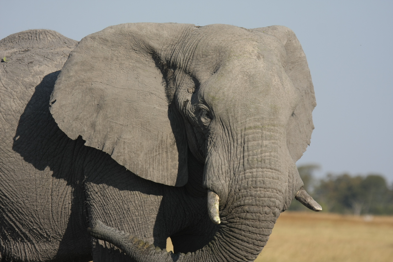 [25078] 2016_06_30_10_02_44_Africa_Canon_EOS_40D_IMG__11907.jpg