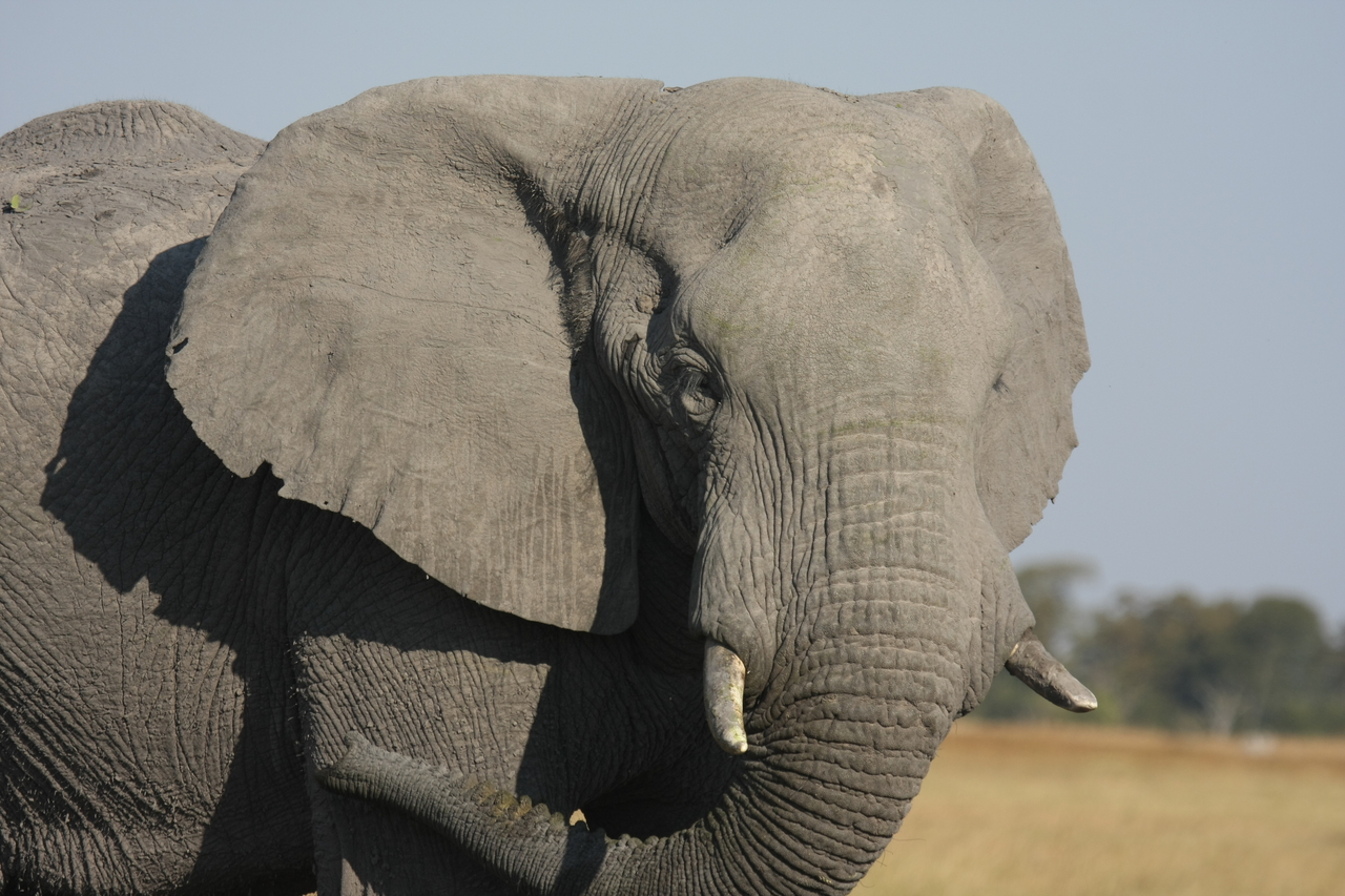 [25081] 2016_06_30_10_02_45_Africa_Canon_EOS_40D_IMG__04462.jpg