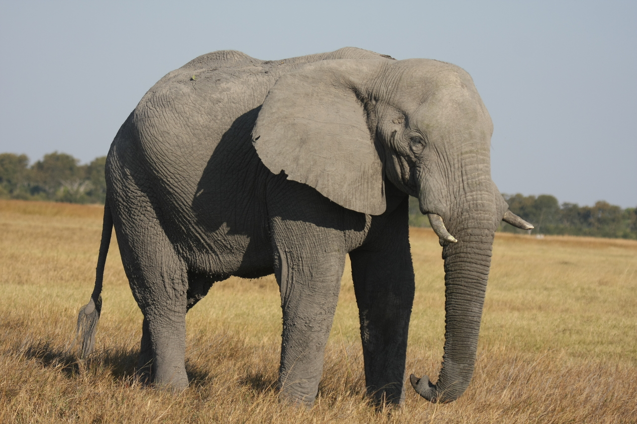 [25085] 2016_06_30_10_03_12_Africa_Canon_EOS_40D_IMG__00738.jpg