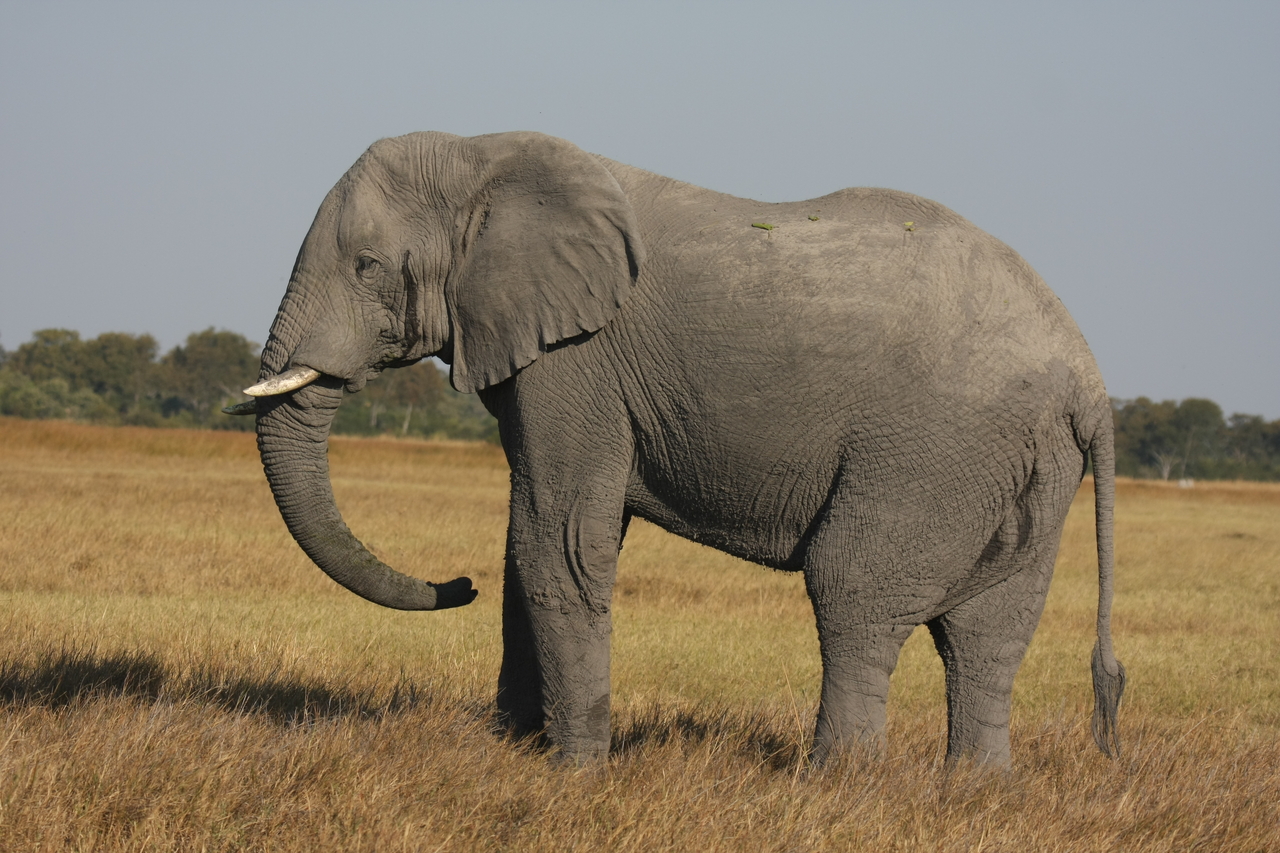 [25099] 2016_06_30_10_03_37_Africa_Canon_EOS_40D_IMG__11915.jpg