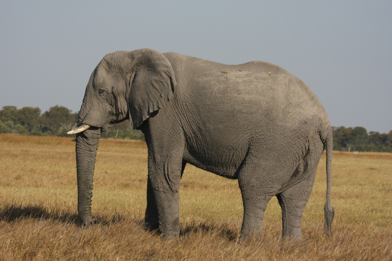 [25106] 2016_06_30_10_03_43_Africa_Canon_EOS_40D_IMG__11916.jpg