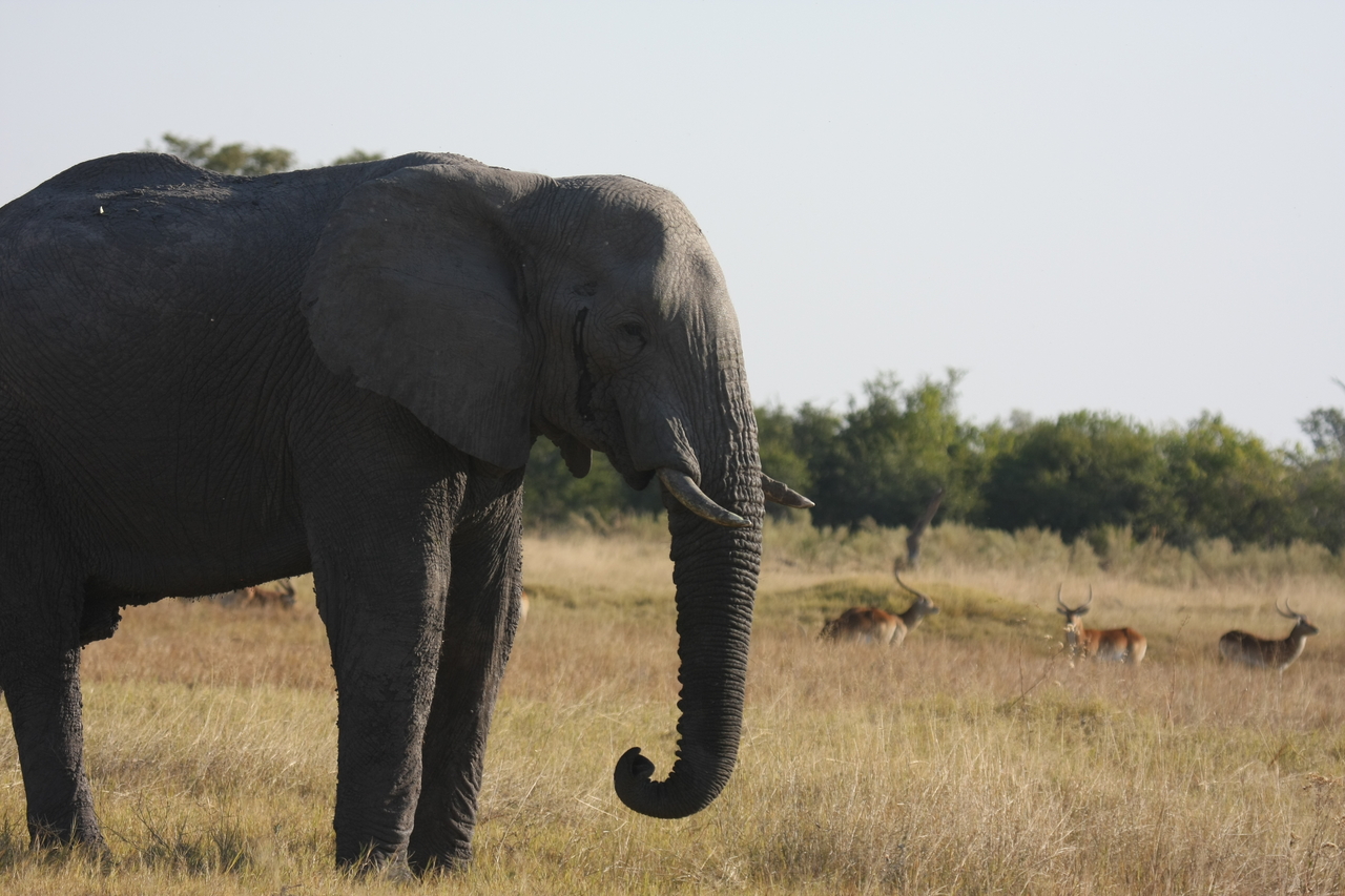 [25119] 2016_06_30_10_06_22_Africa_Canon_EOS_40D_IMG__04476.jpg