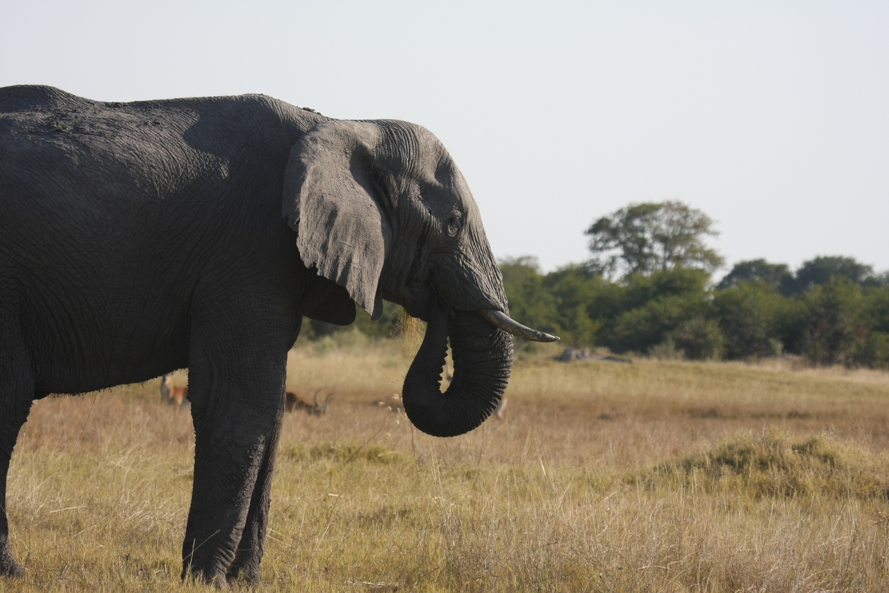 [25124] 2016_06_30_10_06_56_Africa_Canon_EOS_40D_IMG__04477.jpg