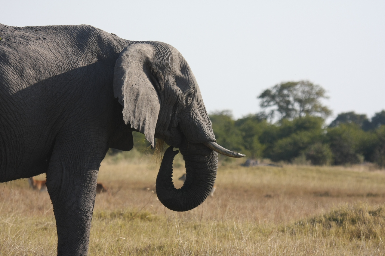 [25131] 2016_06_30_10_06_58_Africa_Canon_EOS_40D_IMG__04478.jpg