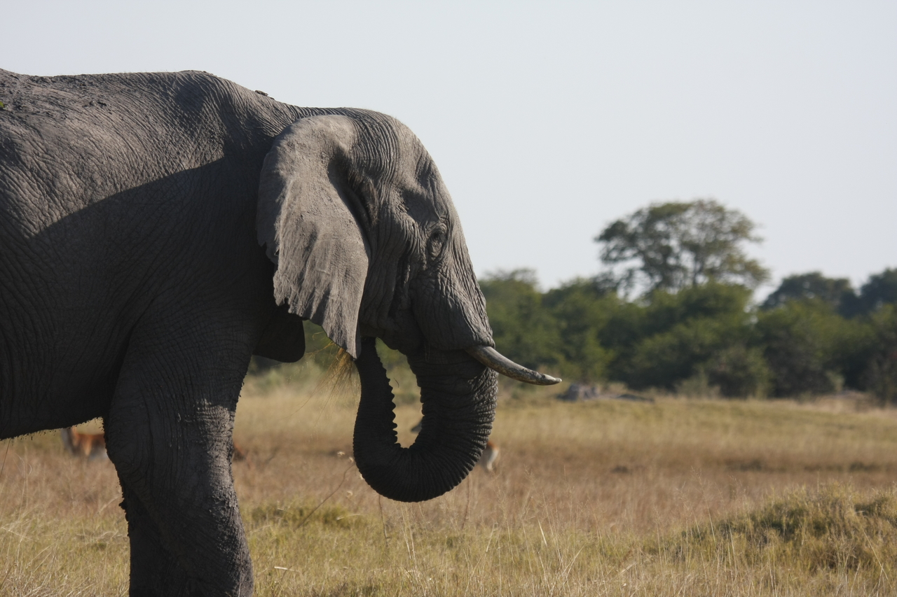 [25132] 2016_06_30_10_06_58_Africa_Canon_EOS_40D_IMG__04479.jpg