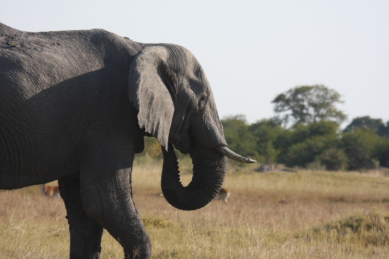 [25133] 2016_06_30_10_06_58_Africa_Canon_EOS_40D_IMG__04480.jpg