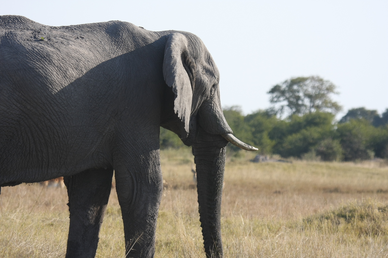 [25139] 2016_06_30_10_07_00_Africa_Canon_EOS_40D_IMG__11928.jpg