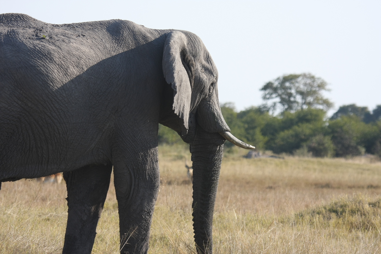 [25141] 2016_06_30_10_07_01_Africa_Canon_EOS_40D_IMG__04482.jpg